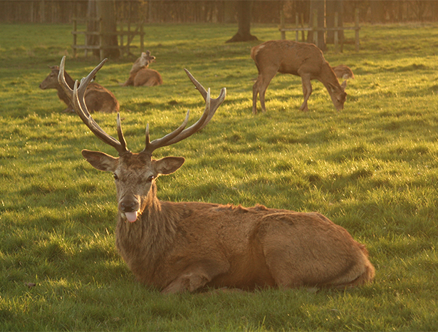 Deer in Wollaton Park, Nottingham