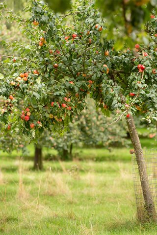 Herefordshire apple tree