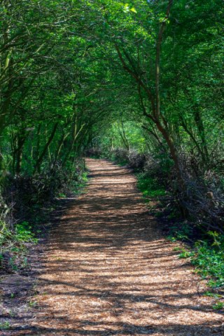 Wood path in Lincolnshire