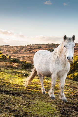 Hampshire pony 